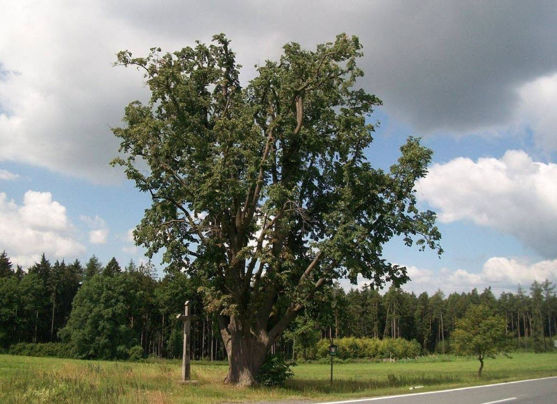 Kříž pod lípami, Hradové Střimelice, Czech Republic (Czechia)